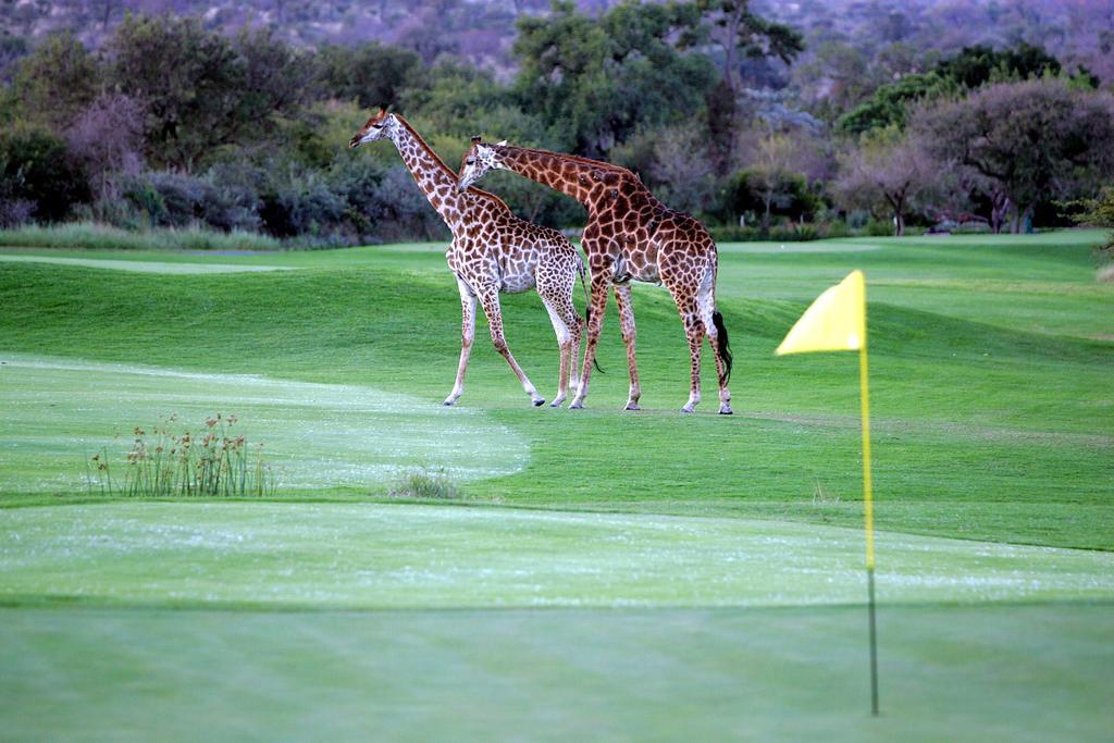 Royal Game Guest House Phalaborwa Dış mekan fotoğraf